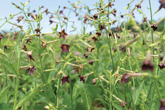 Picture of Nicotiana Bronze Queen