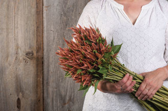 Picture of Celosia Celway Terracotta