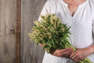 Picture of Celosia Celway White