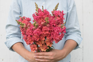 Picture of Antirrhinum Madame Butterfly Bronze