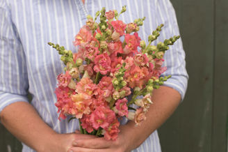 Picture of Antirrhinum Madame Butterfly Bronze with White