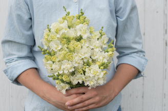 Picture of Antirrhinum Madame Butterfly Ivory