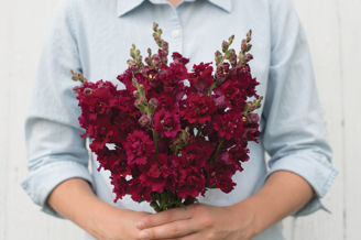 Picture of Antirrhinum Madame Butterfly Red