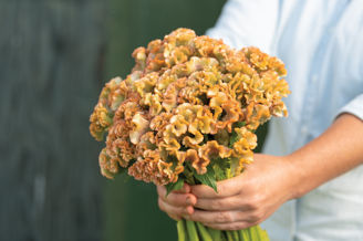 Picture of Celosia Crystal Beauty
