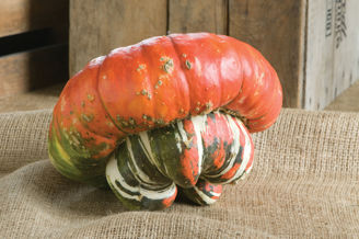 Picture of Pumpa Turks Turban