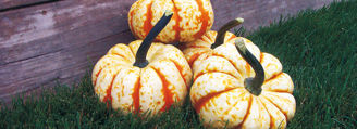 Picture of Pumpa Sweet Lightning F1