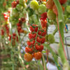 Picture of Tomat Primona F1 GSPP