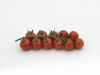 Picture of Tomat Primona F1 GSPP