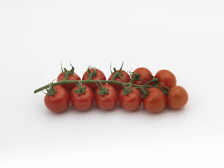Picture of Tomat Primona F1 GSPP