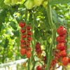 Picture of Tomat Dunistar F1 GSPP