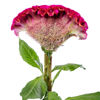 Picture of Celosia Act Rima
