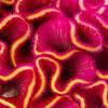 Picture of Celosia Act Rima