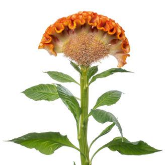 Picture of Celosia Act Zara