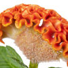 Picture of Celosia Act Zara