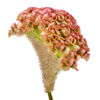Picture of Celosia Bar Bossa
