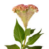 Picture of Celosia Bar Bossa