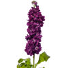 Picture of Matthiola Milla Aubergine