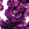 Picture of Matthiola Milla Aubergine