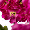 Picture of Matthiola Milla Rose