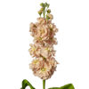 Picture of Matthiola Milla Salmon