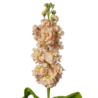 Picture of Matthiola Milla Salmon