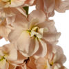 Picture of Matthiola Milla Salmon