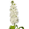 Picture of Matthiola Milla White