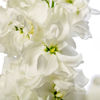 Picture of Matthiola Milla White