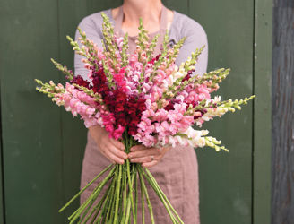Picture of Antirrhinum Potomac Summer Berry Blend