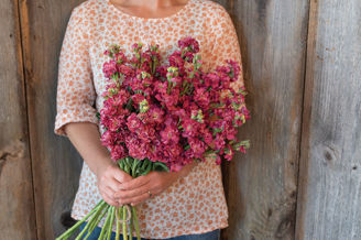 Picture of Matthiola Vintage Brown