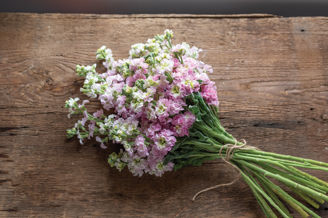Picture of Matthiola Antique Pink
