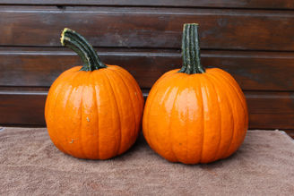 Picture of Pumpa Gumdrop F1