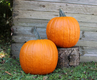 Picture of Pumpa Renegade F1