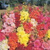 Picture of Antirrhinum Madame Butterfly Mix