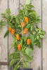 Picture of Paprika Hamik
