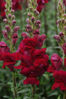 Picture of Antirrhinum Potomac Crimson