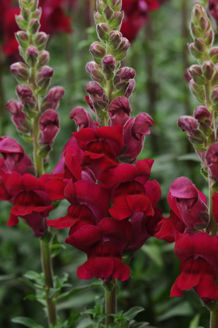 Picture of Antirrhinum Potomac Crimson