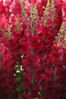 Picture of Antirrhinum Potomac Crimson