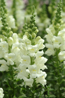 Picture of Antirrhinum Potomac Ivory White