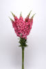 Picture of Antirrhinum Potomac Pink Improved