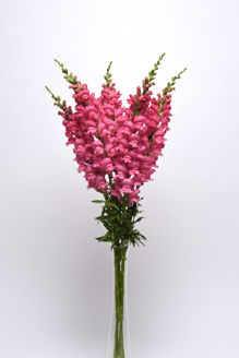 Picture of Antirrhinum Potomac Pink Improved