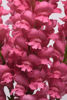 Picture of Antirrhinum Potomac Pink Improved