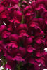 Picture of Antirrhinum Potomac Royal Improved