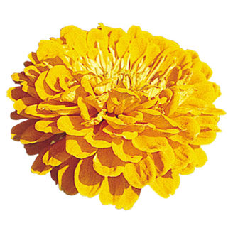 Picture of Zinnia Benary´s Giants Golden Yellow