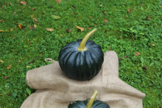 Picture of Pumpa Black Futsu