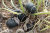 Picture of Pumpa Black Kat F1