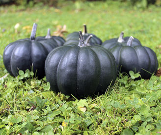 Picture of Pumpa Black Kat F1