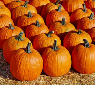 Picture of Pumpa Carrie F1