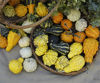 Picture of Pumpa Dandy Mix