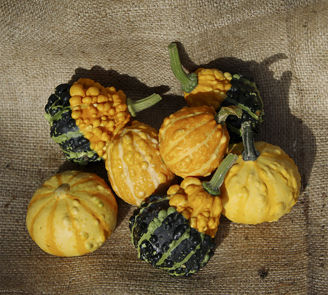 Picture of Pumpa Dandy Mix